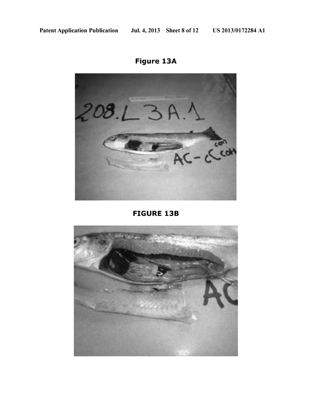 USE OF 1-BETA-D-RIBOFURANOSYL-1H-1,2,4-TRIAZOLE-3-CARBOXAMIDE FOR THE     TREATMENT OF INFECTIOUS SALMON ANEMIA - diagram, schematic, and image 09