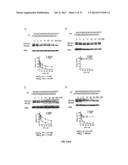 SELECTIVE INHIBITION OF POLYGLUTAMINE PROTEIN EXPRESSION diagram and image