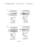 SELECTIVE INHIBITION OF POLYGLUTAMINE PROTEIN EXPRESSION diagram and image