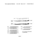 SELECTIVE INHIBITION OF POLYGLUTAMINE PROTEIN EXPRESSION diagram and image