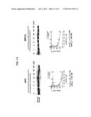 SELECTIVE INHIBITION OF POLYGLUTAMINE PROTEIN EXPRESSION diagram and image