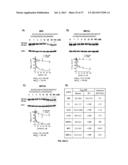 SELECTIVE INHIBITION OF POLYGLUTAMINE PROTEIN EXPRESSION diagram and image