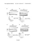 SELECTIVE INHIBITION OF POLYGLUTAMINE PROTEIN EXPRESSION diagram and image