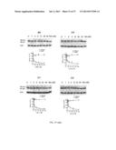 SELECTIVE INHIBITION OF POLYGLUTAMINE PROTEIN EXPRESSION diagram and image