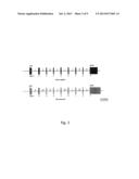 GENE THERAPY FOR SULFATASE DEFICIENCY diagram and image