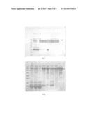 Intravenous Cytomegalovirus Human Immune Globulin and Manufacturing Method     Thereof diagram and image