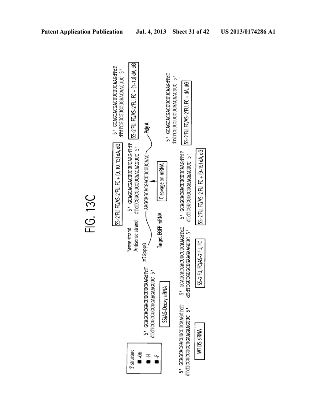 In Vivo Gene Silencing By Chemically Modified and Stable siRNA - diagram, schematic, and image 32