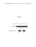 WAVEFORM DATA GENERATING APPARATUS AND WAVEFORM DATA GENERATING PROGRAM diagram and image