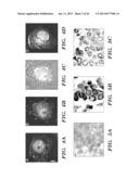 ANTI-DESPR INHIBITORS AS THERAPEUTICS FOR INHIBITION OF PATHOLOGICAL     ANGIOGENESIS AND TUMOR CELL INVASIVENESS AND FOR MOLECULAR IMAGING AND     TARGETED DELIVERY diagram and image