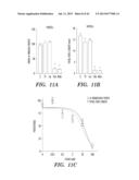 ANTI-DESPR INHIBITORS AS THERAPEUTICS FOR INHIBITION OF PATHOLOGICAL     ANGIOGENESIS AND TUMOR CELL INVASIVENESS AND FOR MOLECULAR IMAGING AND     TARGETED DELIVERY diagram and image