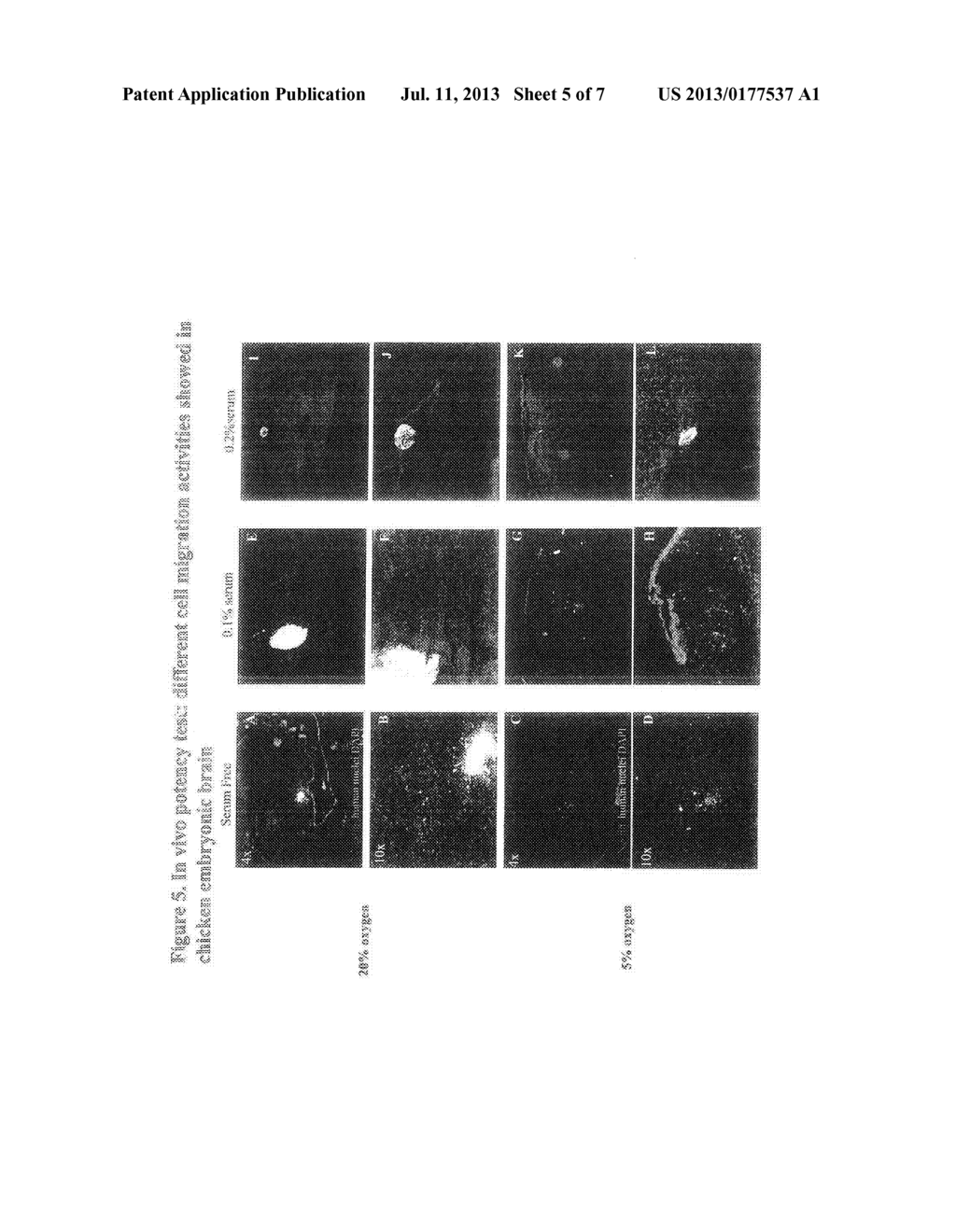 STEM CELLS AND METHODS FOR INCORPORATING ENVIRONMENTAL FACTORS AS A MEANS     FOR ENHANCING STEM CELL PROLIFERATION AND PLASTICITY - diagram, schematic, and image 06