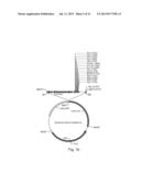 HUMAN LYSOSOMAL PROTEINS FROM PLANT CELL CULTURE diagram and image