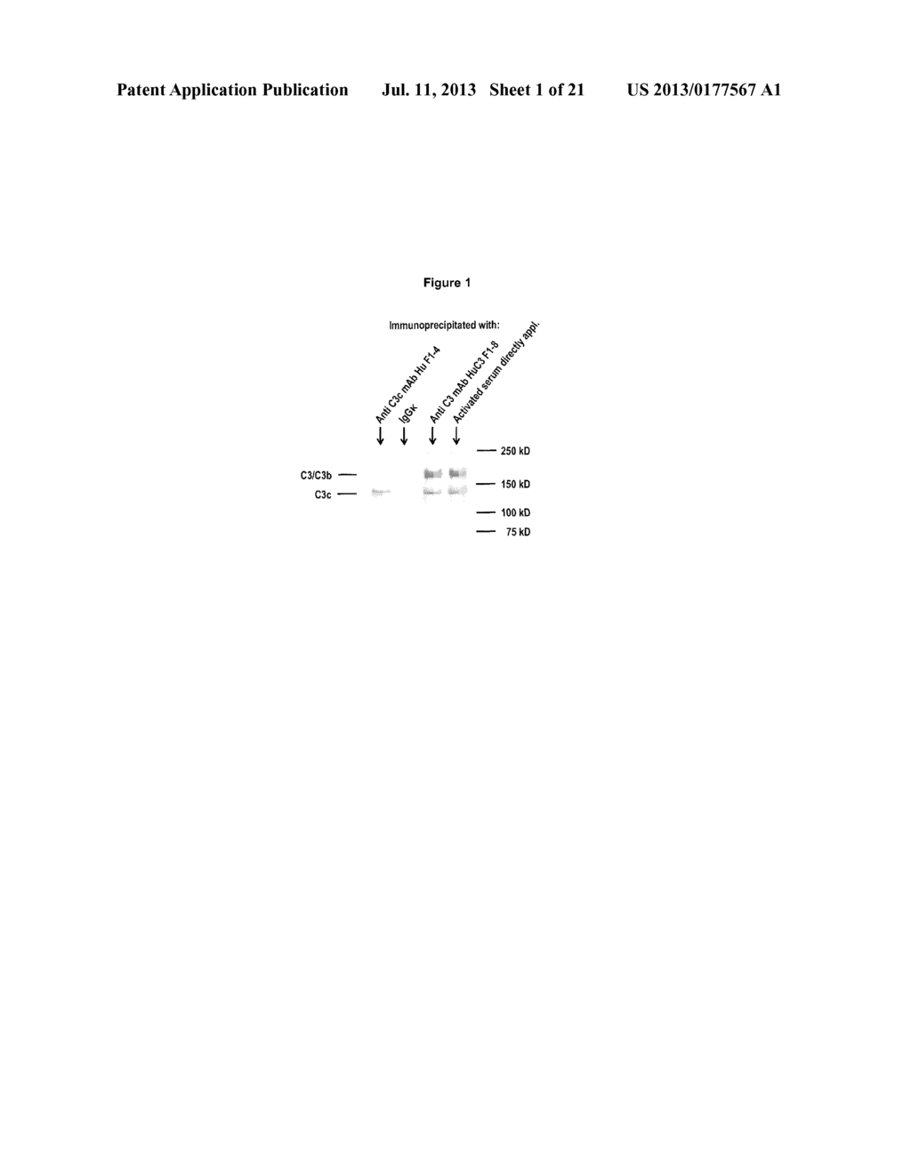 NOVEL C3C EPITOPE, ANTIBODIES BINDING THERETO, AND USE THEREOF - diagram, schematic, and image 02
