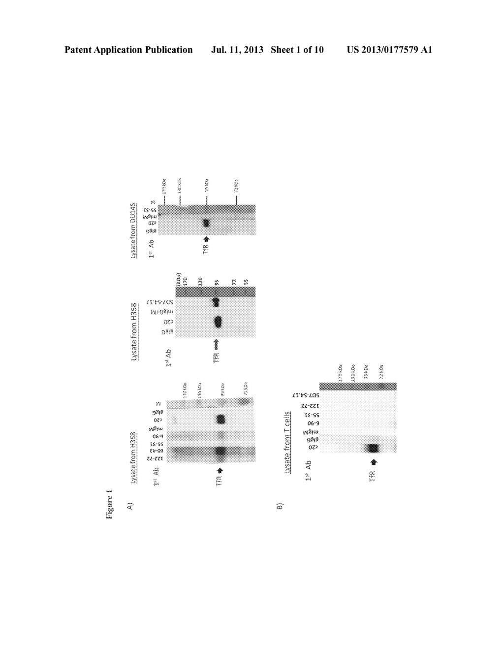 ANTI-TRANSFERRIN RECEPTOR ANTIBODIES AND METHODS USING SAME - diagram, schematic, and image 02