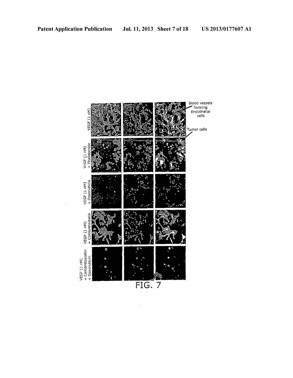 Nanocell Drug Delivery System - diagram, schematic, and image 08