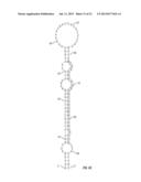 MIRNA EXPRESSION IN ALLERGIC DISEASE diagram and image