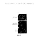 COMPOSITIONS AND METHODS FOR PROMOTING WOUND HEALING AND TISSUE     REGENERATION diagram and image