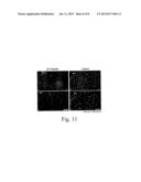 COMPOSITIONS AND METHODS FOR PROMOTING WOUND HEALING AND TISSUE     REGENERATION diagram and image