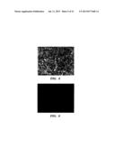 COLLAGEN/HYDROXYAPATITE COMPOSITE SCAFFOLD, AND PROCESS FOR THE PRODUCTION     THEREOF diagram and image