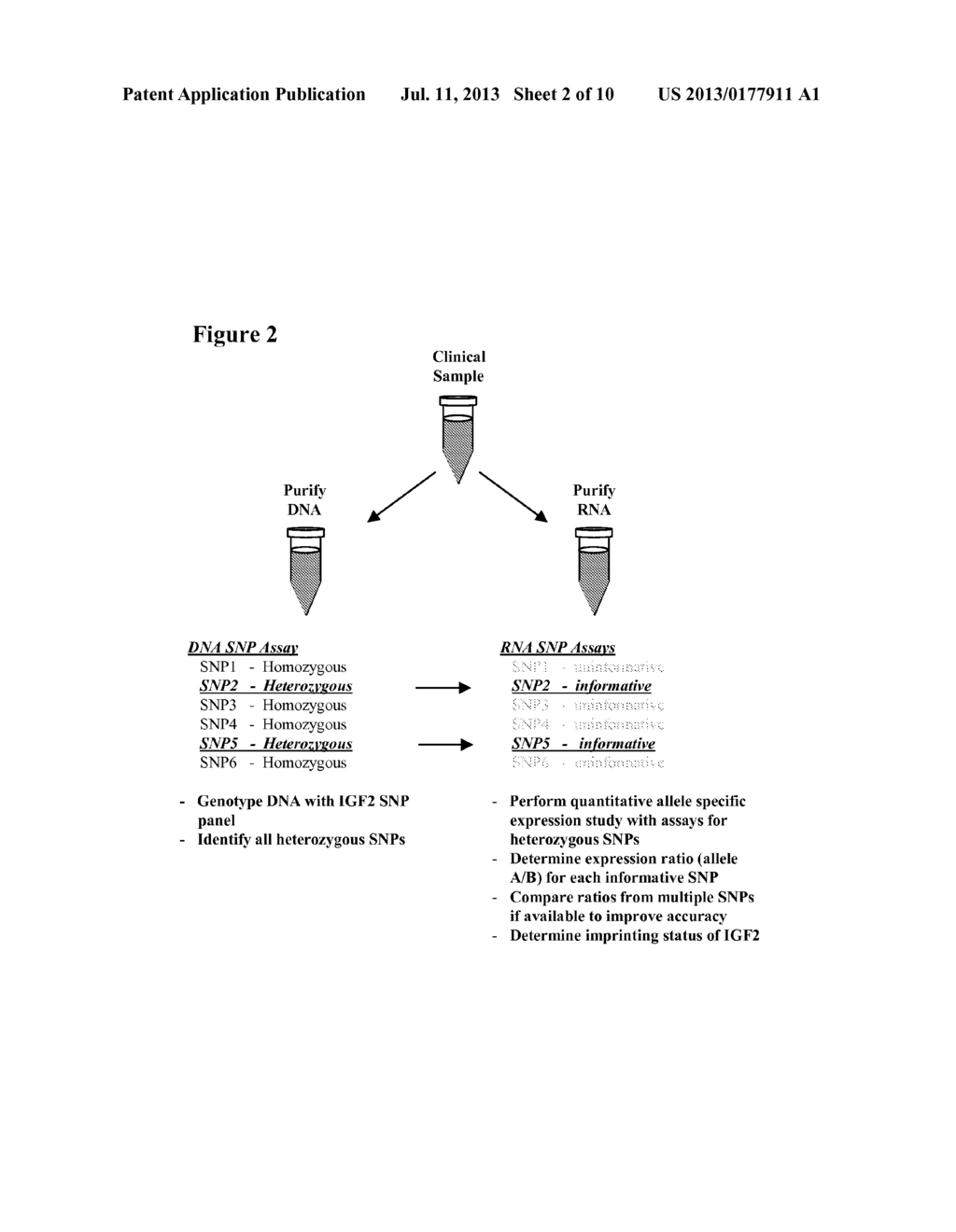 NOVEL SINGLE NUCLEOTIDE POLYMORPHISMS AND COMBINATIONS OF NOVEL AND KNOWN     POLYMORPHISMS FOR DETERMINING THE ALLELE-SPECIFIC EXPRESSION OF THE IGF2     GENE - diagram, schematic, and image 03