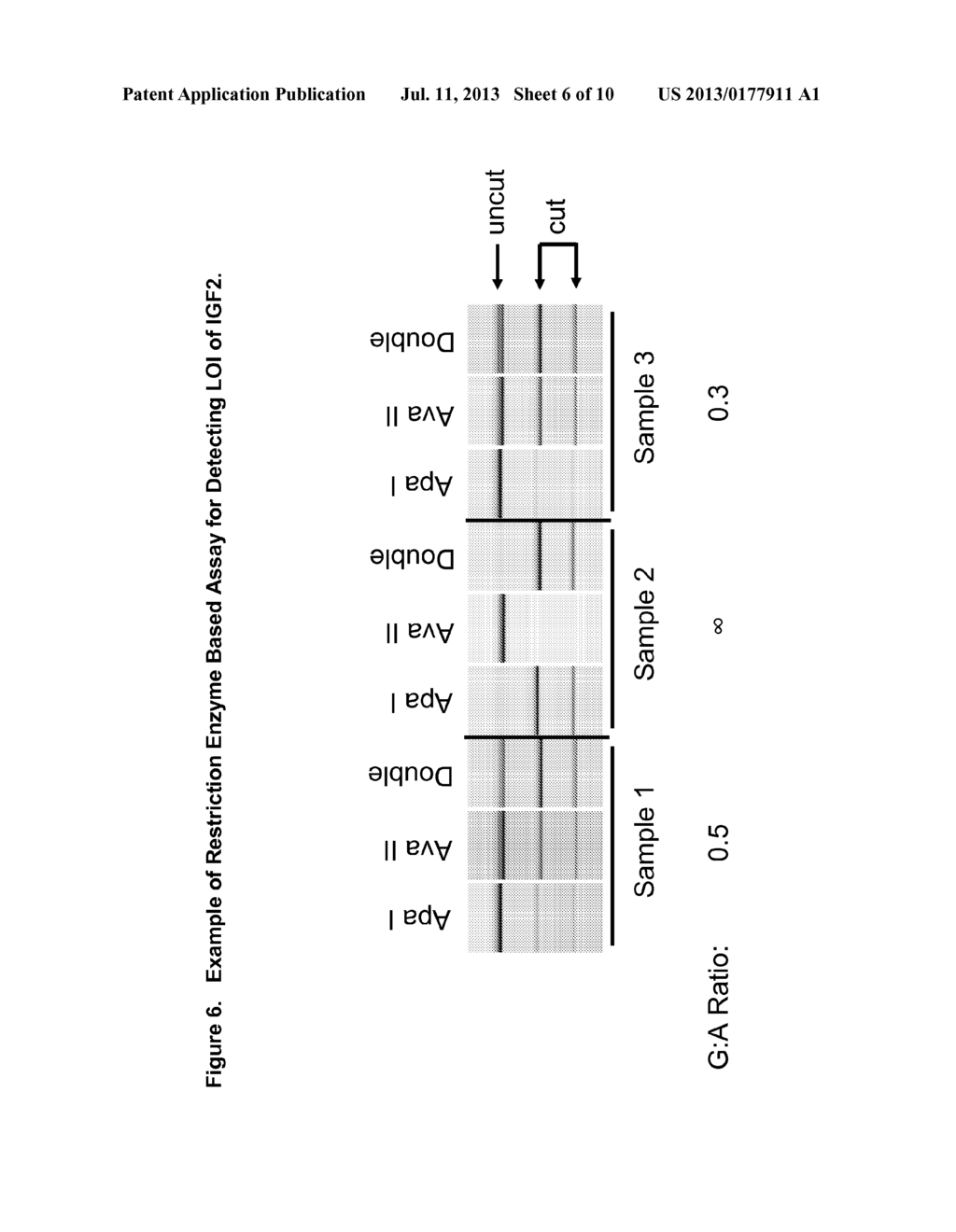 NOVEL SINGLE NUCLEOTIDE POLYMORPHISMS AND COMBINATIONS OF NOVEL AND KNOWN     POLYMORPHISMS FOR DETERMINING THE ALLELE-SPECIFIC EXPRESSION OF THE IGF2     GENE - diagram, schematic, and image 07