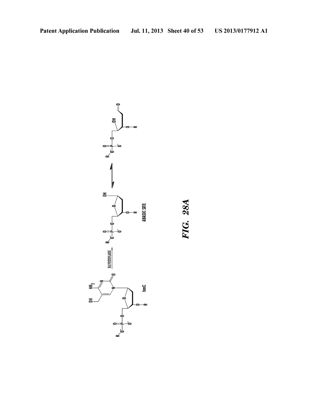 SELECTIVE OXIDATION OF 5-METHYLCYTOSINE BY TET-FAMILY PROTEINS - diagram, schematic, and image 41