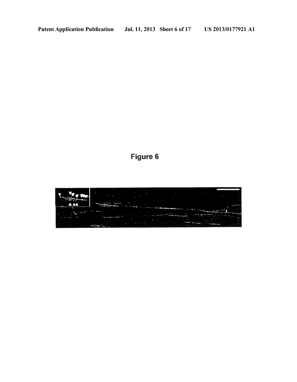 Detection of Damage to DNA - diagram, schematic, and image 07