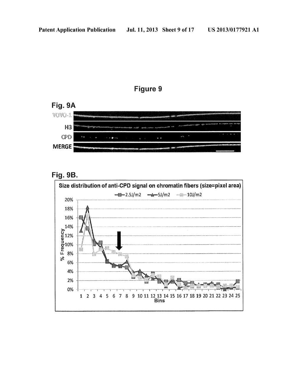 Detection of Damage to DNA - diagram, schematic, and image 10