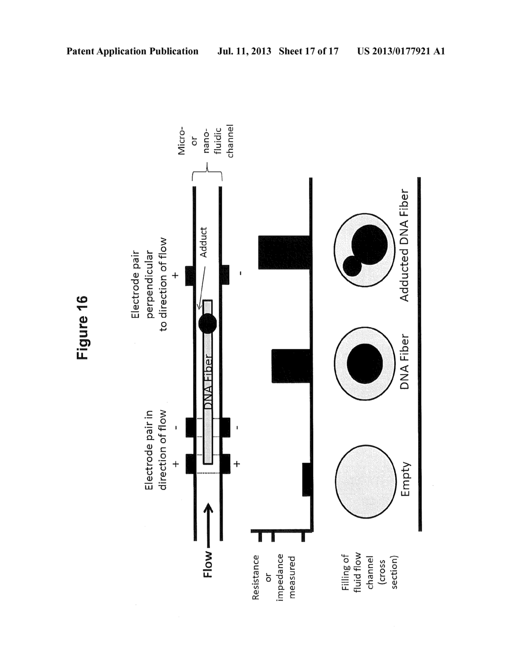 Detection of Damage to DNA - diagram, schematic, and image 18