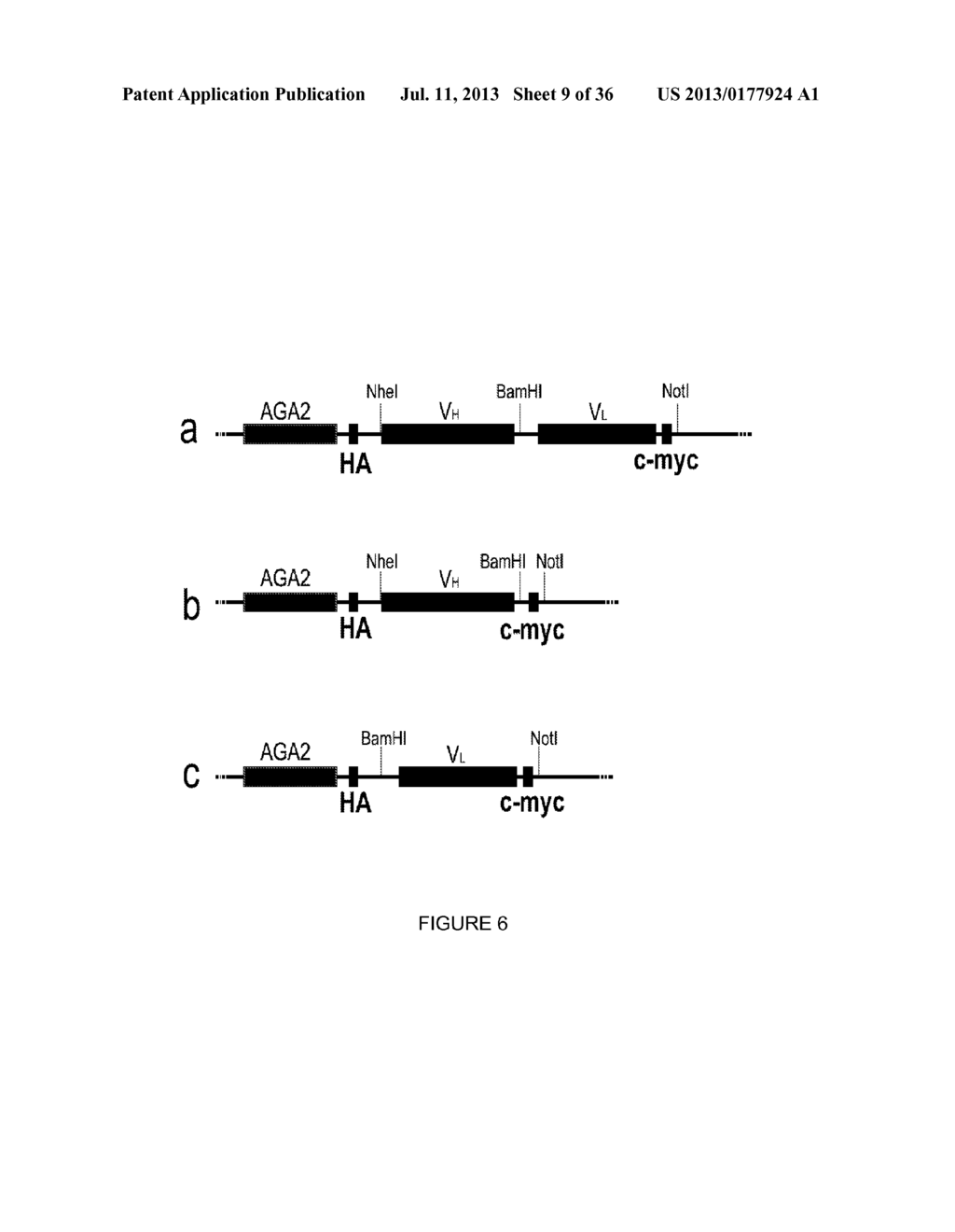 LINKED PEPTIDE FLUOROGENIC BIOSENSORS - diagram, schematic, and image 10