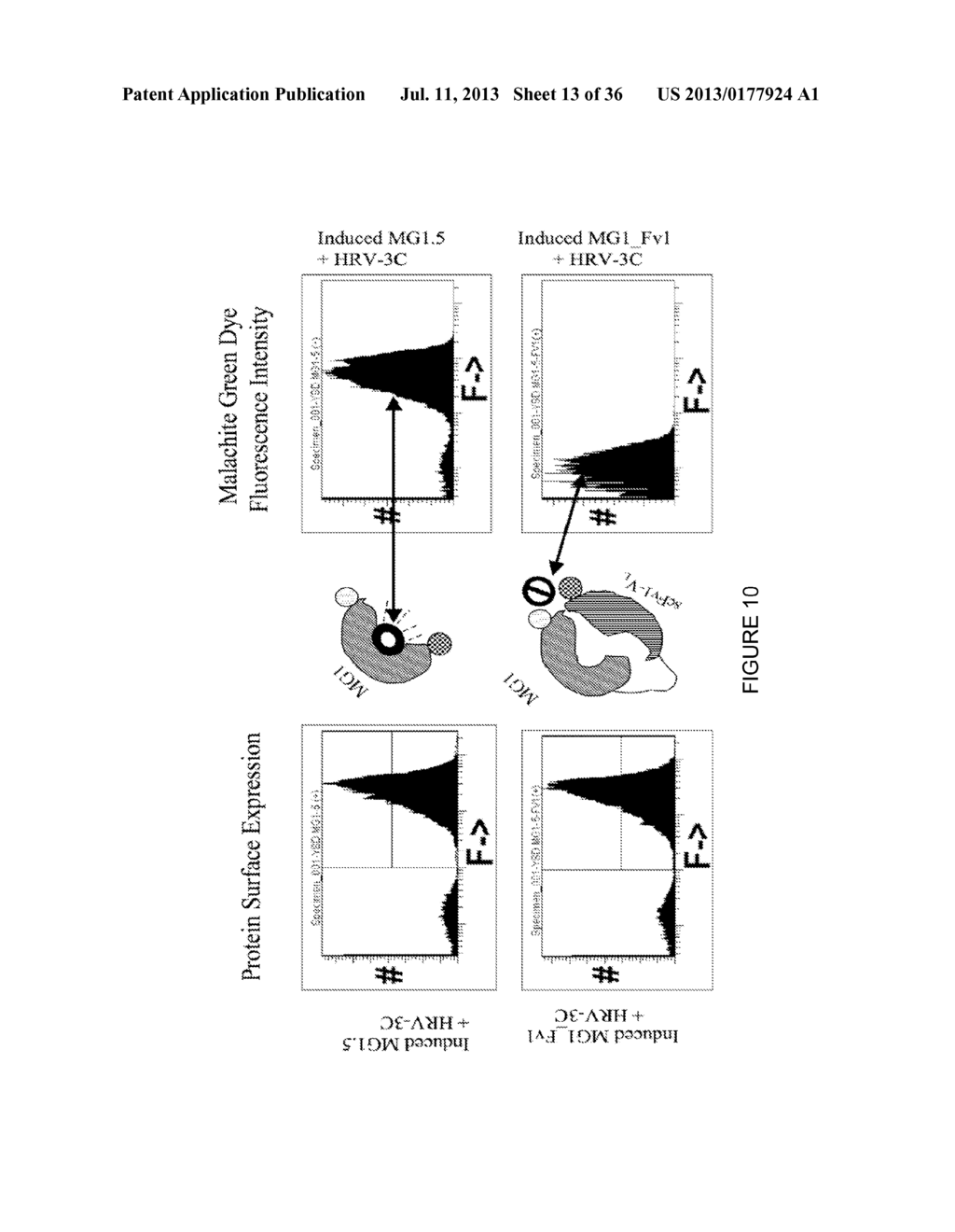 LINKED PEPTIDE FLUOROGENIC BIOSENSORS - diagram, schematic, and image 14