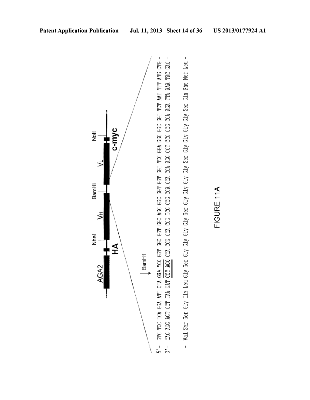 LINKED PEPTIDE FLUOROGENIC BIOSENSORS - diagram, schematic, and image 15