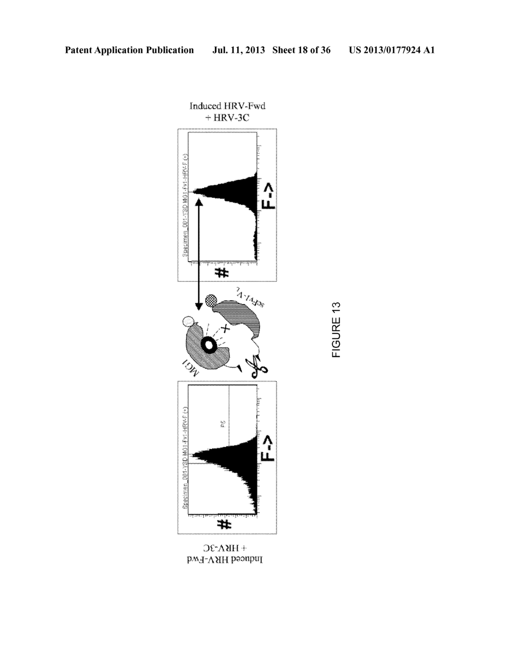 LINKED PEPTIDE FLUOROGENIC BIOSENSORS - diagram, schematic, and image 19