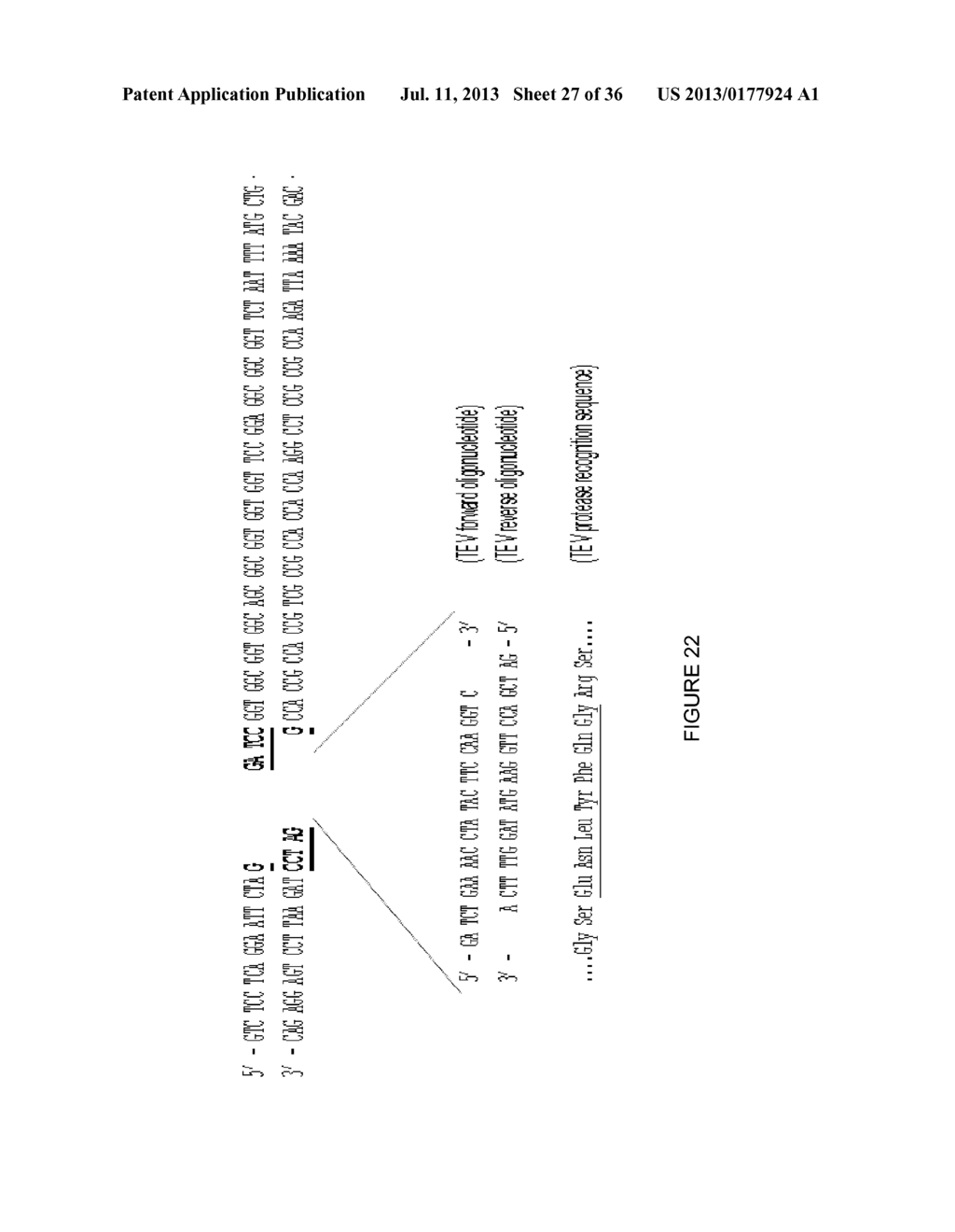 LINKED PEPTIDE FLUOROGENIC BIOSENSORS - diagram, schematic, and image 28