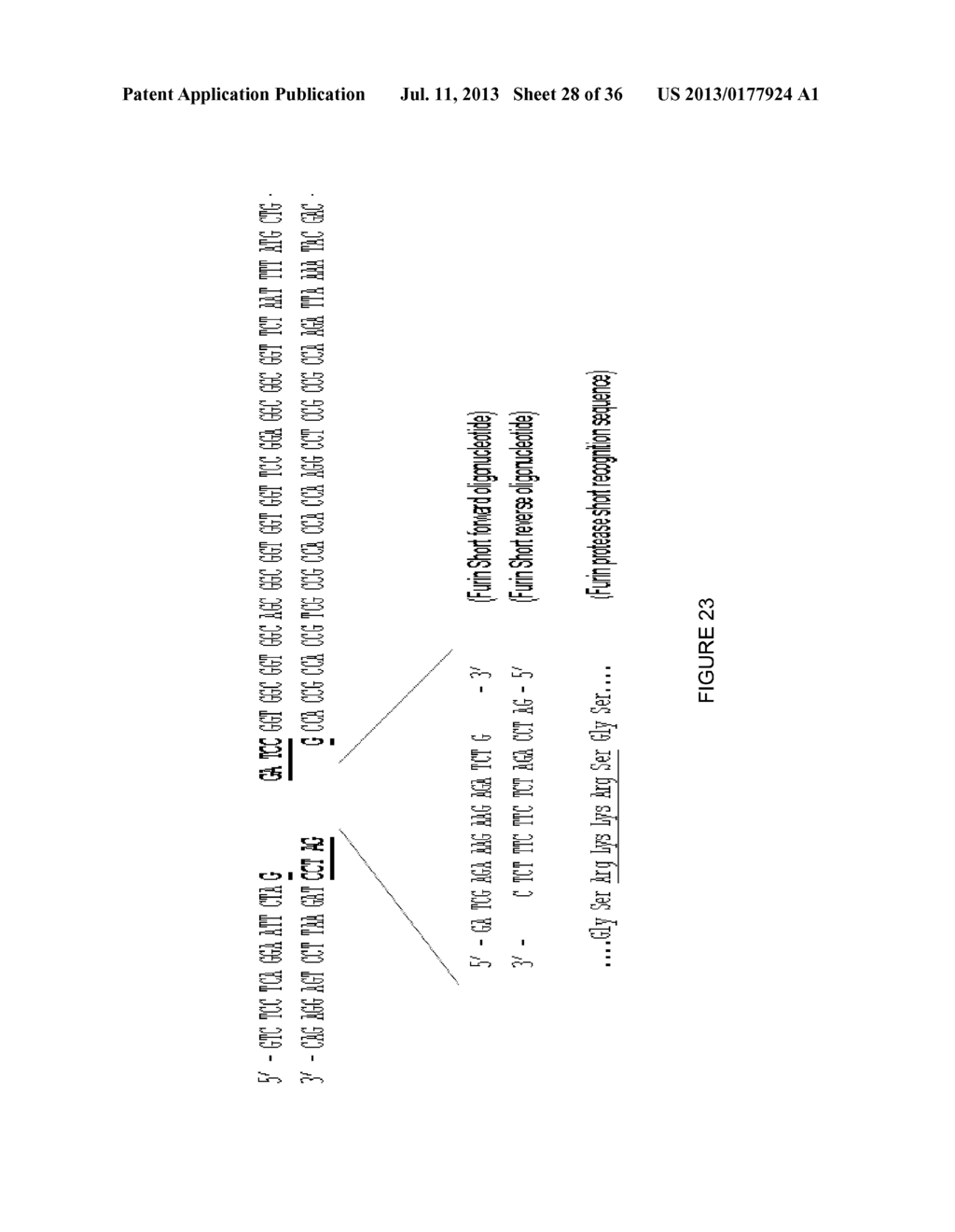 LINKED PEPTIDE FLUOROGENIC BIOSENSORS - diagram, schematic, and image 29