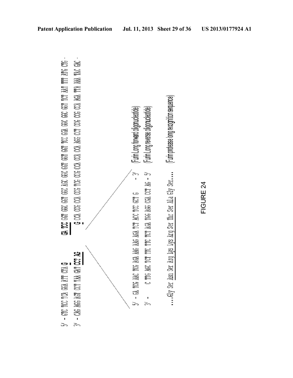 LINKED PEPTIDE FLUOROGENIC BIOSENSORS - diagram, schematic, and image 30