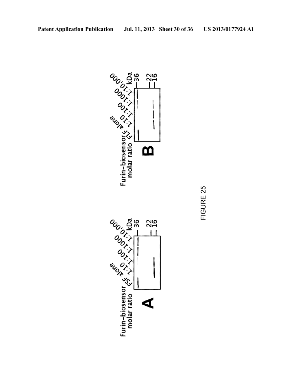 LINKED PEPTIDE FLUOROGENIC BIOSENSORS - diagram, schematic, and image 31