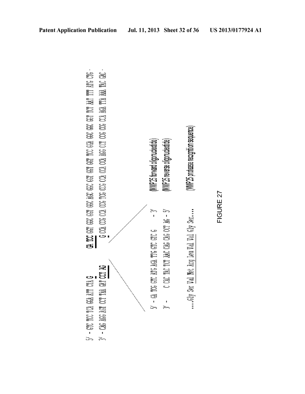 LINKED PEPTIDE FLUOROGENIC BIOSENSORS - diagram, schematic, and image 33