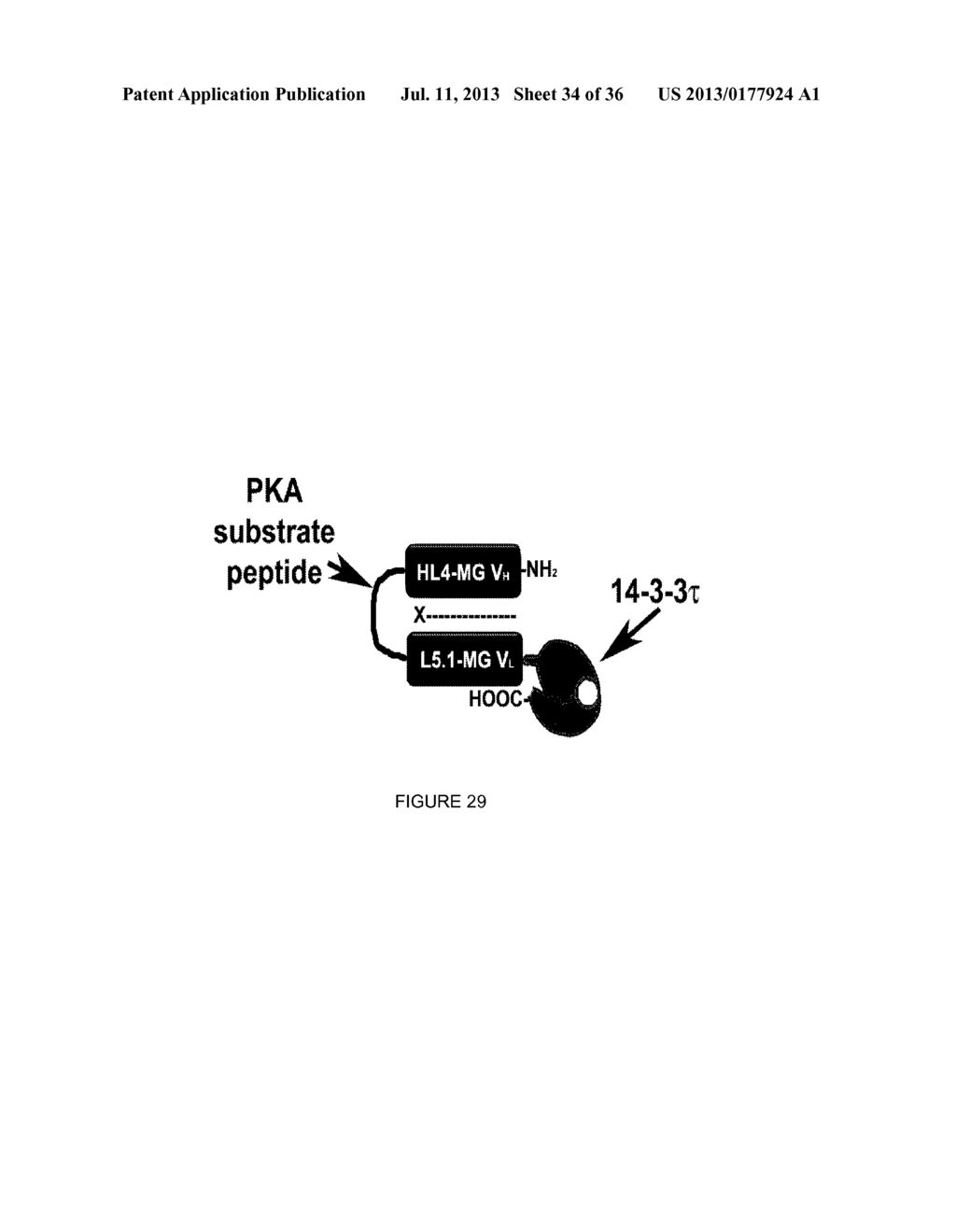 LINKED PEPTIDE FLUOROGENIC BIOSENSORS - diagram, schematic, and image 35