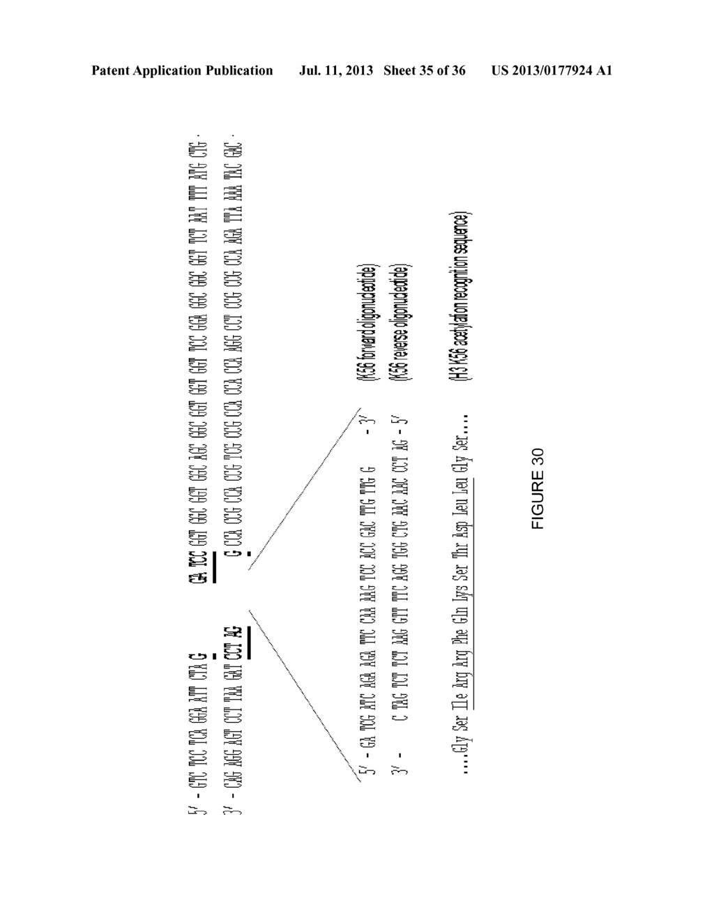 LINKED PEPTIDE FLUOROGENIC BIOSENSORS - diagram, schematic, and image 36