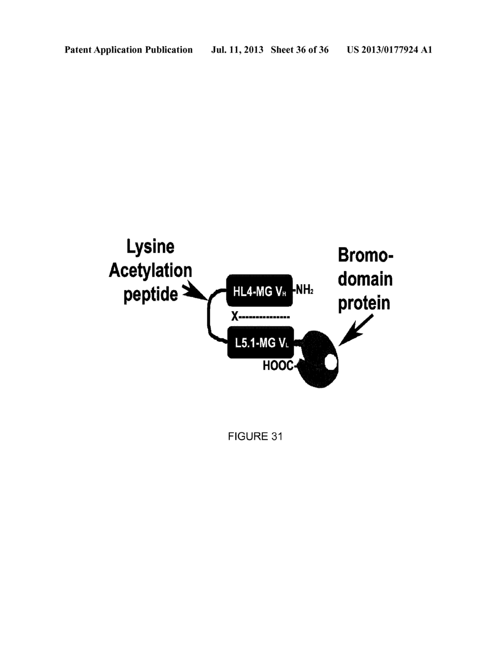 LINKED PEPTIDE FLUOROGENIC BIOSENSORS - diagram, schematic, and image 37