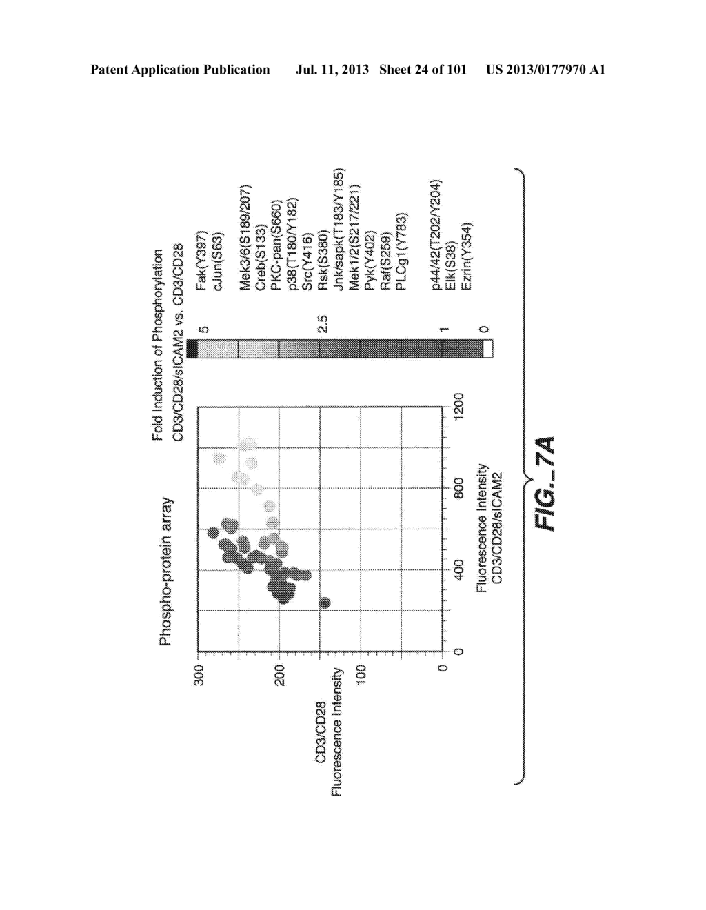 METHODS AND COMPOSITIONS FOR DETECTING THE ACTIVATION STATE OF MULTIPLE     PROTEINS IN SINGLE CELLS - diagram, schematic, and image 25