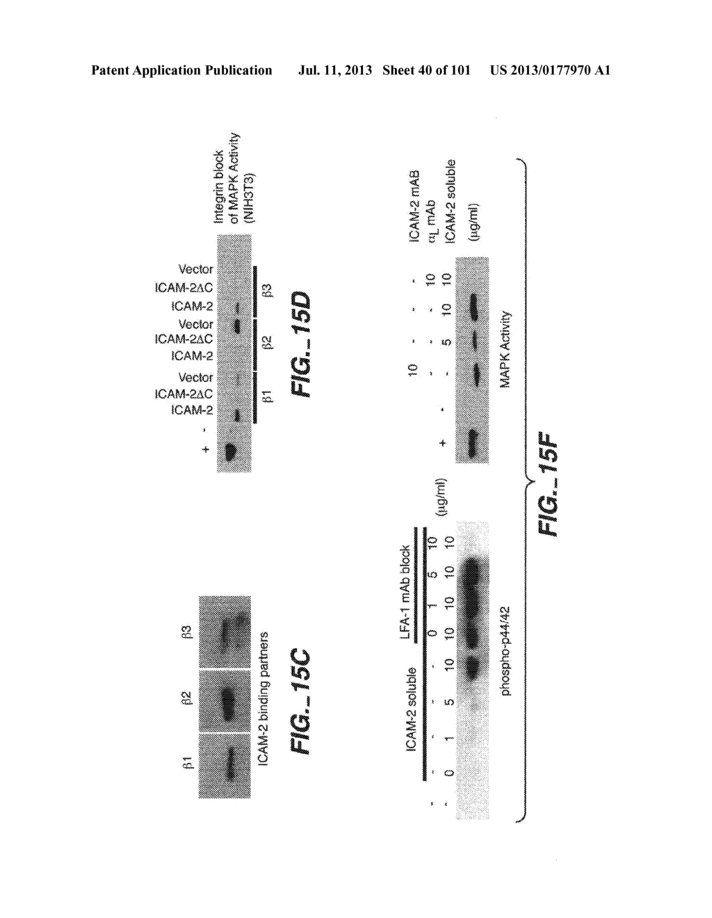 METHODS AND COMPOSITIONS FOR DETECTING THE ACTIVATION STATE OF MULTIPLE     PROTEINS IN SINGLE CELLS - diagram, schematic, and image 41