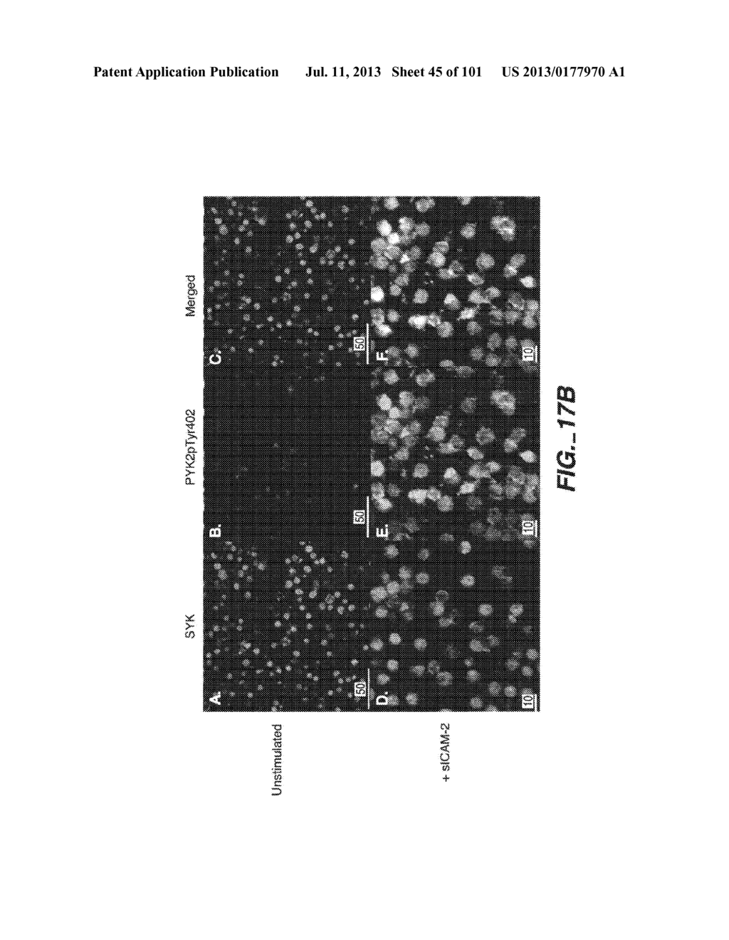 METHODS AND COMPOSITIONS FOR DETECTING THE ACTIVATION STATE OF MULTIPLE     PROTEINS IN SINGLE CELLS - diagram, schematic, and image 46