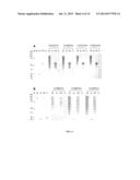 IMMUNOREACTIVE EHRLICHIA P120/P140 EPITOPES AND USES THEREOF diagram and image