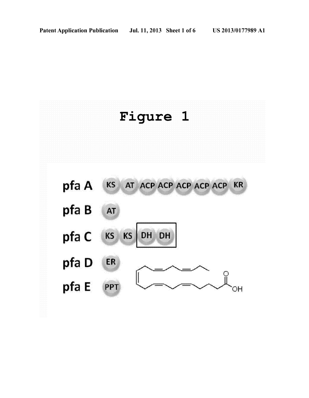 Enhanced E. coli for the production of fatty acids and method of producing     the same - diagram, schematic, and image 02