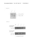 METHODS FOR MODULATING SLOW MYOSIN diagram and image