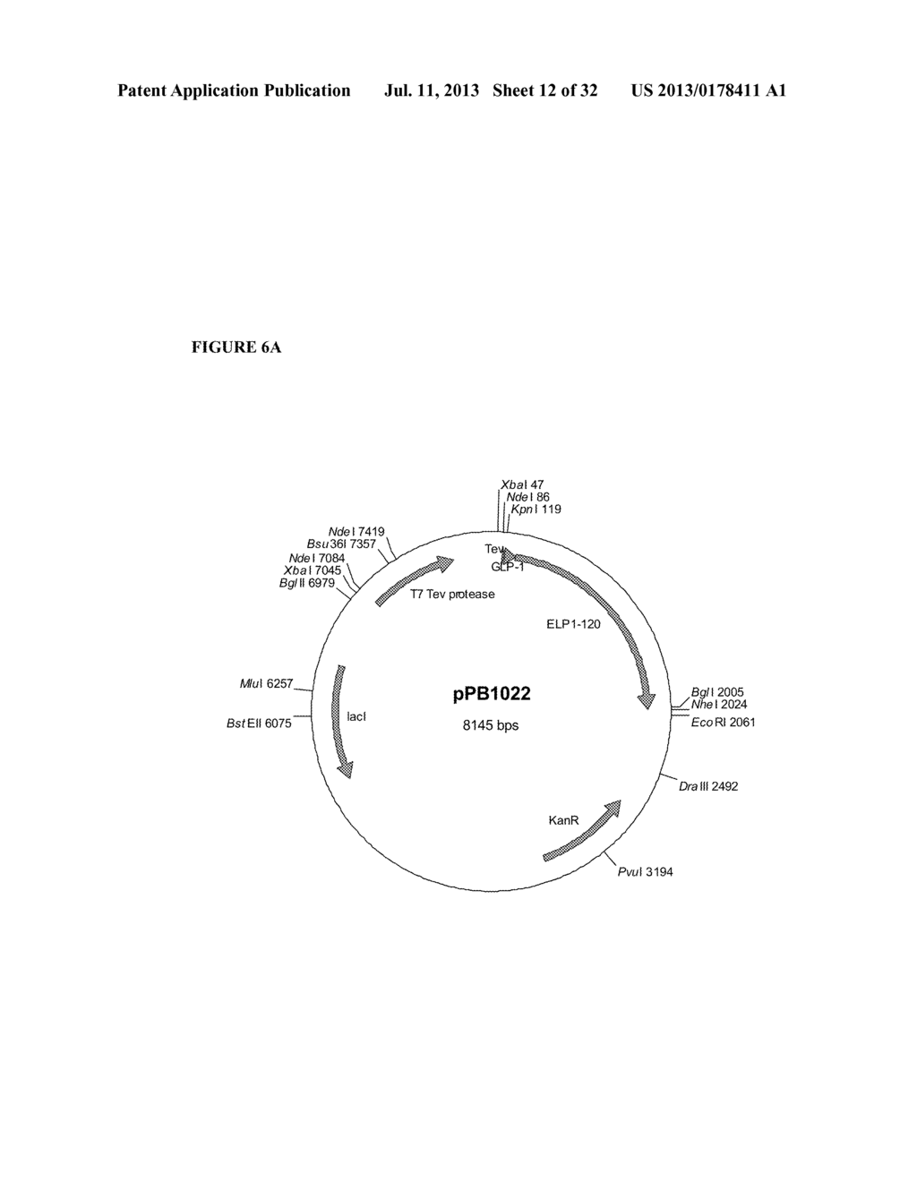 THERAPEUTIC AGENTS COMPRISING ELASTIC PEPTIDES - diagram, schematic, and image 13