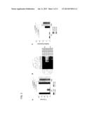 Use of miR-29 for Cell protection diagram and image