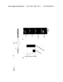 Use of miR-29 for Cell protection diagram and image